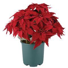 Poinsettia Urn Filler on white