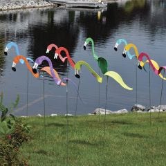 Flamingo Dancing Bird