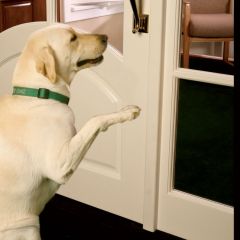 Paw-Gard for Wood & Metal (6 by 30 inches)