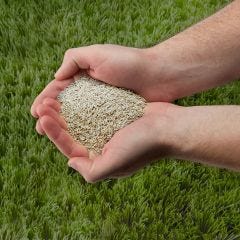 Quick Lawn Grass Seed (2 lb.)
