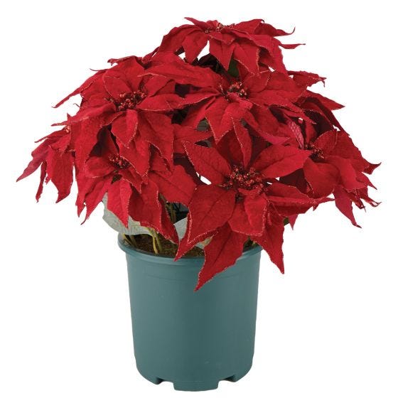 Poinsettia Urn Filler on white