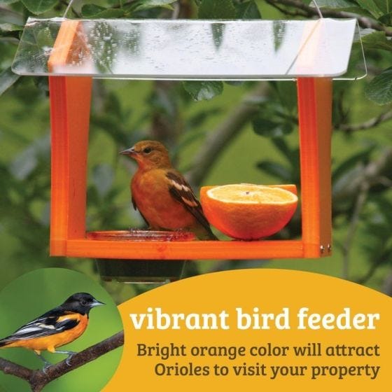 bird feeder with bird and food inside 