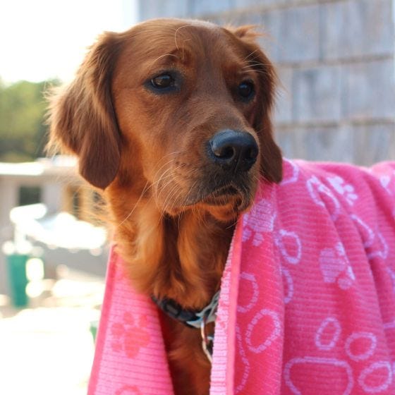 dog with pink towel 